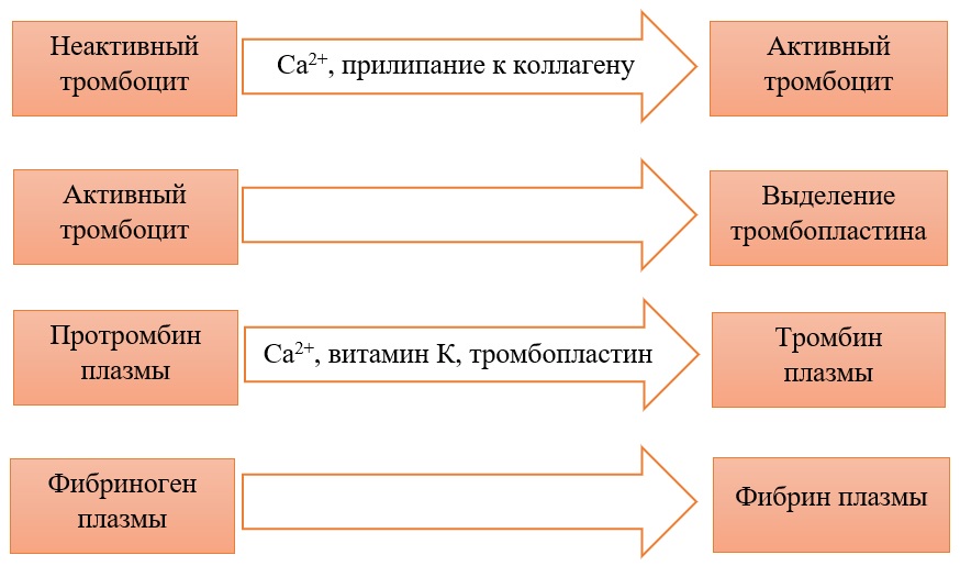 Свёртывание крови