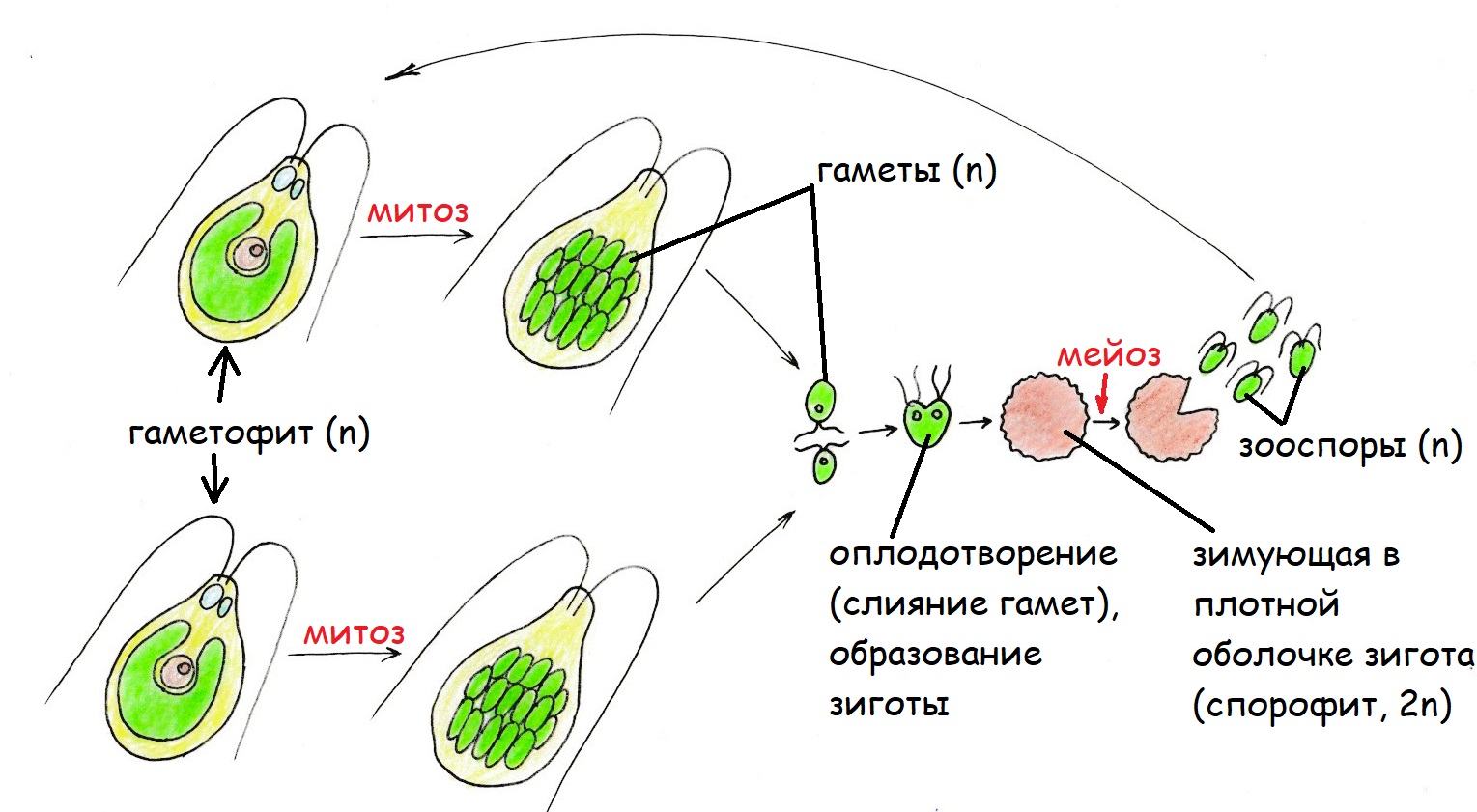 Гаметофит и спорофит хламидомонады. Жизненный цикл хламидомонады ЕГЭ. Жизненный цикл водорослей хламидомонада. Жизненный цикл хламидомонады схема. Цикл развития водоросли хламидомонады схема.