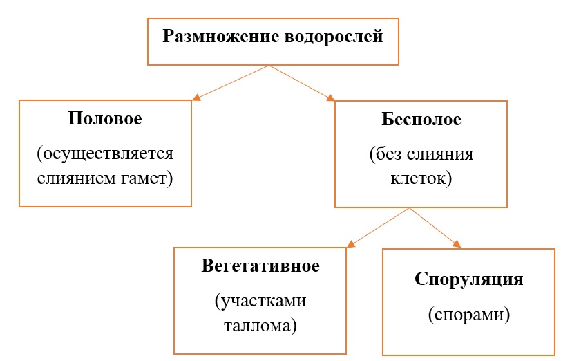 схема типов размножения зелёных водорослей