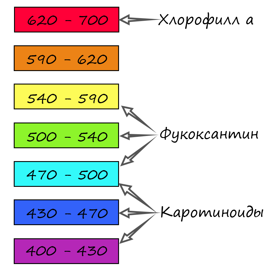 излучение, поглощаемое бурыми водорослями