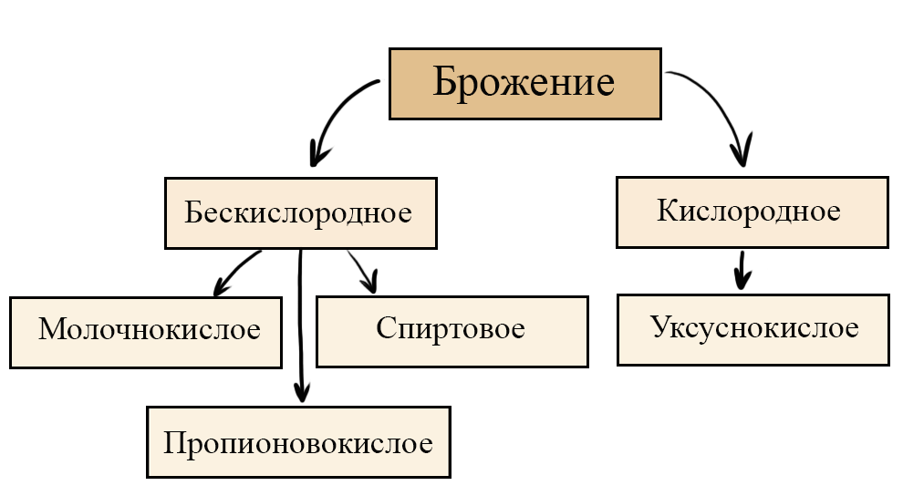 Наиболее распространенные типы брожения