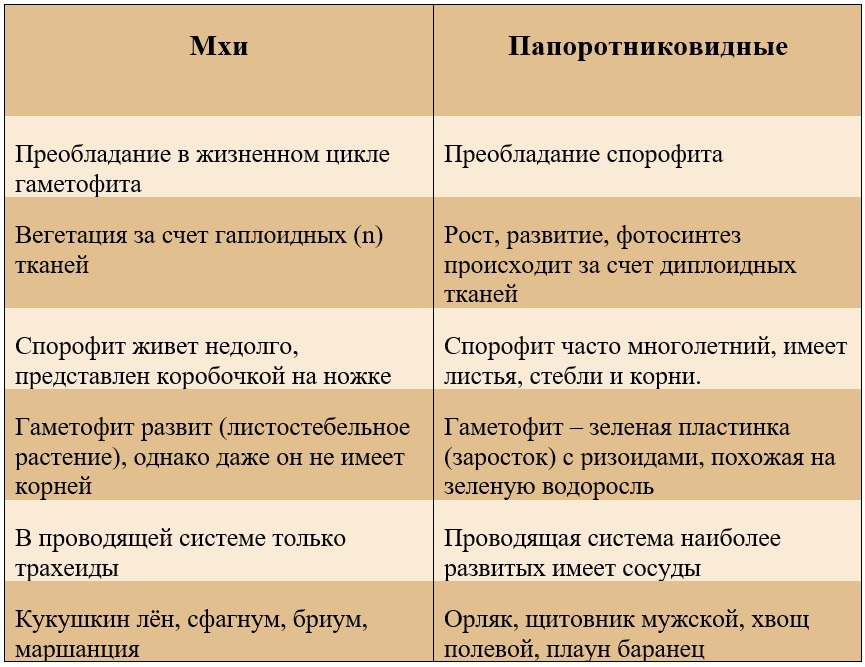 сравнение моховидных и папоротниковидных