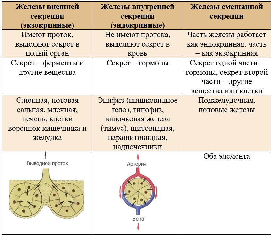 Железы внутренней и внешней. Железы внешней внутренней и смешанной секреции.