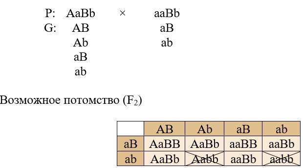 У особи с генотипом аабб