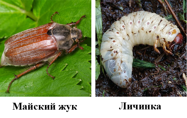 Личинка майского жука