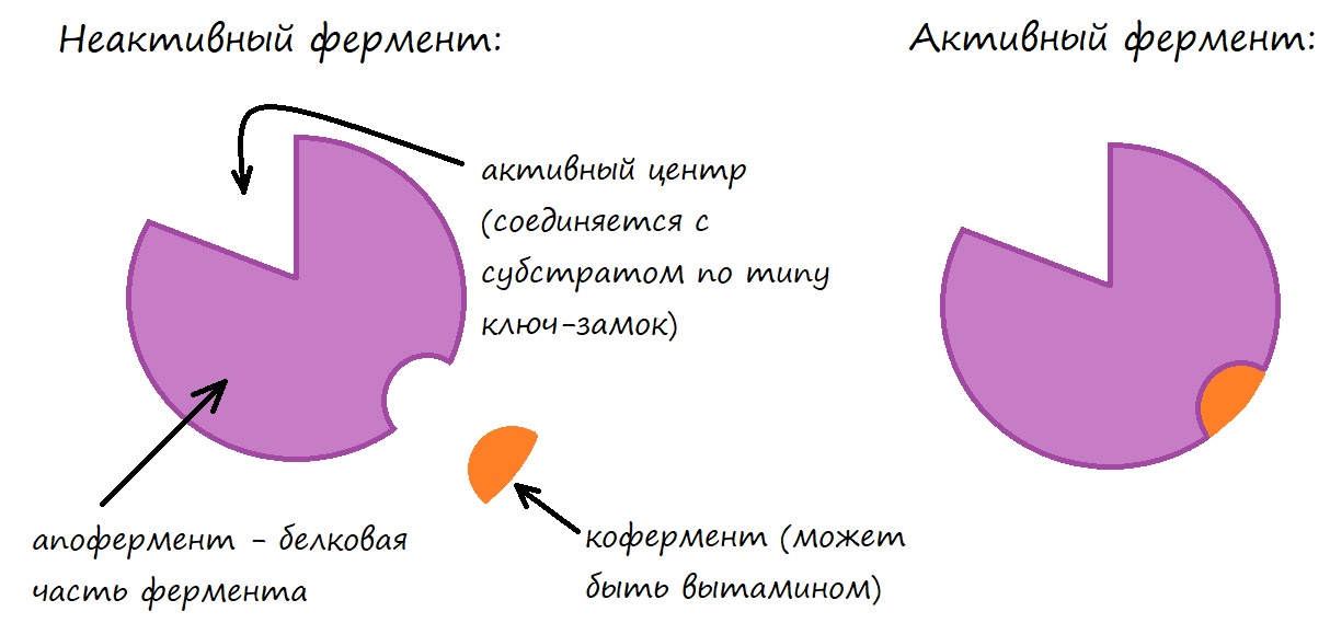 Активация фермента при участии кофермента, в состав которого входит молекула витамина