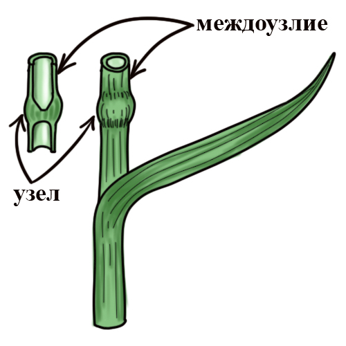 Стебель-соломина злаковых