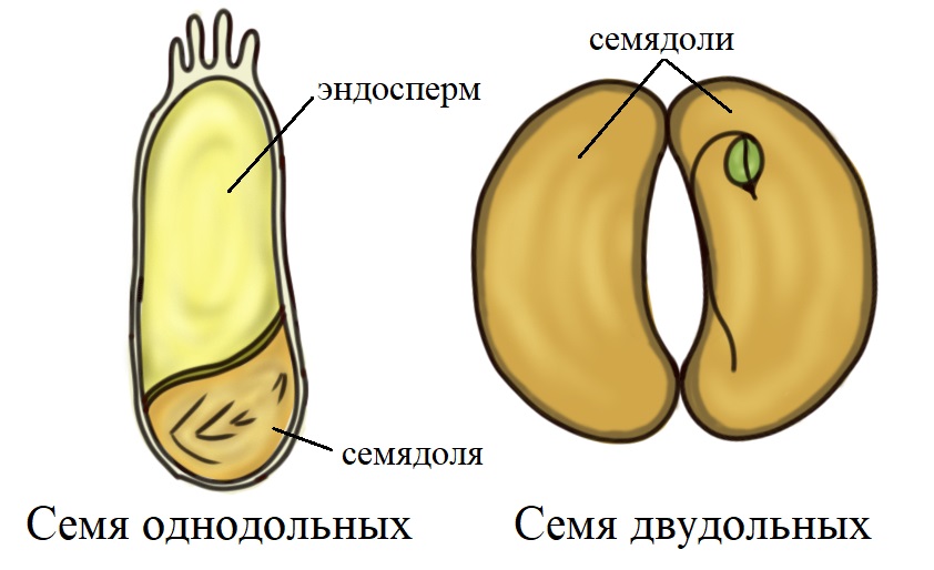 Отличия однодольных и двудольных семян. Строение зародыша семени у однодольных и двудольных растений. Эндосперм и семядоли.