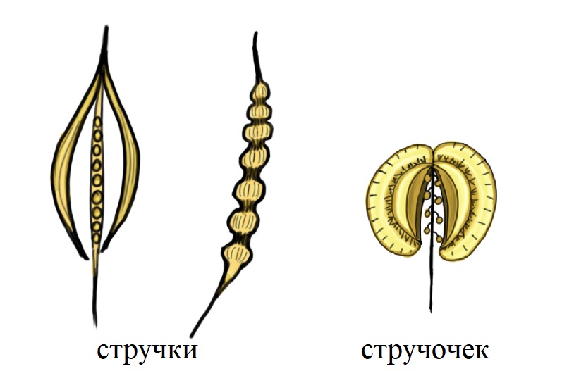 Плоды крестоцветных – стручки и стручочки