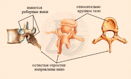 Особенности строения грудных позвонков