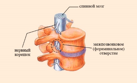 Позвоночник защищает спинной мозг