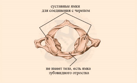 Строение первого шейного позвонка