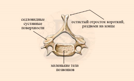 Строение шестого шейного позвонка