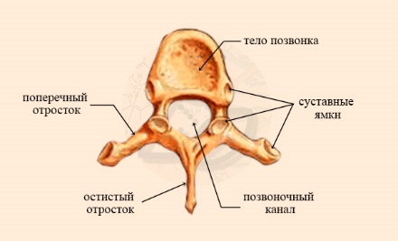 Поперечный отросток позвонка