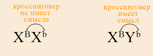 Кроссинговер между генами Х и Y-хромосомы