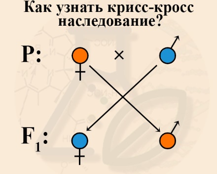 Как узнать характер наследования признака по крисс кросс наследованию?