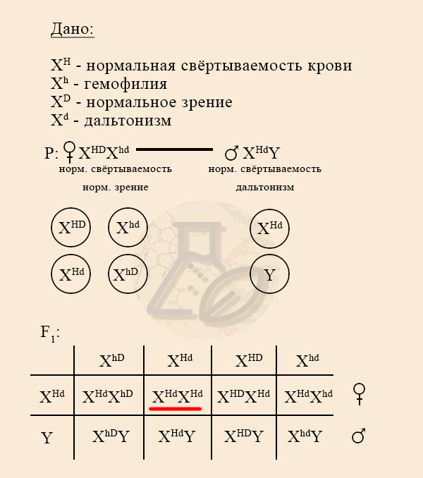Решение задачи на кроссинговер между генами гемофилии и дальтонизма