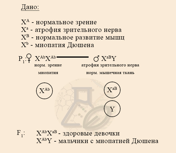 Решение задачи, расщепление в первом поколении