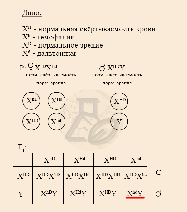 Решение задачи на дальтонизм и гемофилию