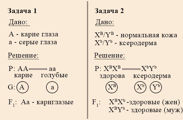 Простая задача на псевдоаутосомное наследование