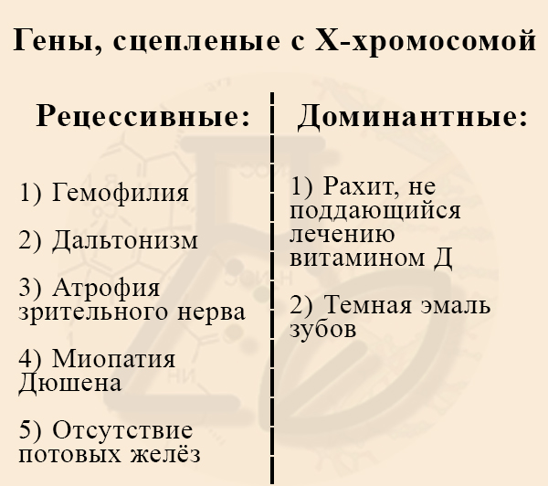Доминантные и рецессивные заболевания, сцепленные с Х-хромосомой