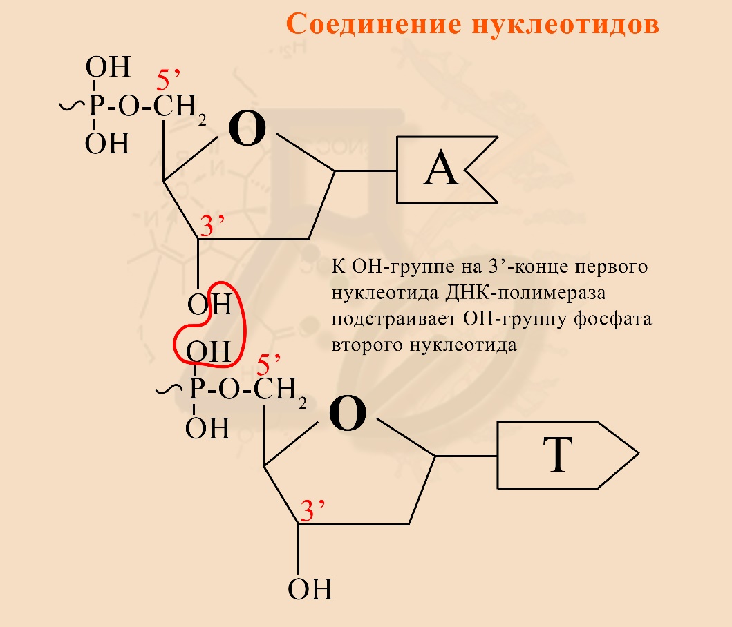 Образование динуклеотида