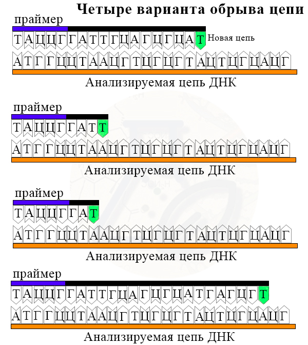 Образование нескольких разных отрезков ДНК, содержащих на конце одинаковый дидезоксирибонуклеотид
