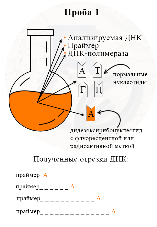 Получение разных отрезков цепей, заканчивающихся на ддА