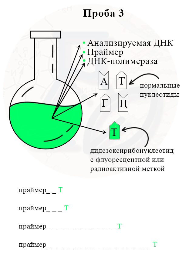 Получение разных отрезков цепей, заканчивающихся на ддТ