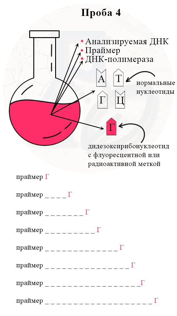 Получение разных отрезков цепей, заканчивающихся на ддГ