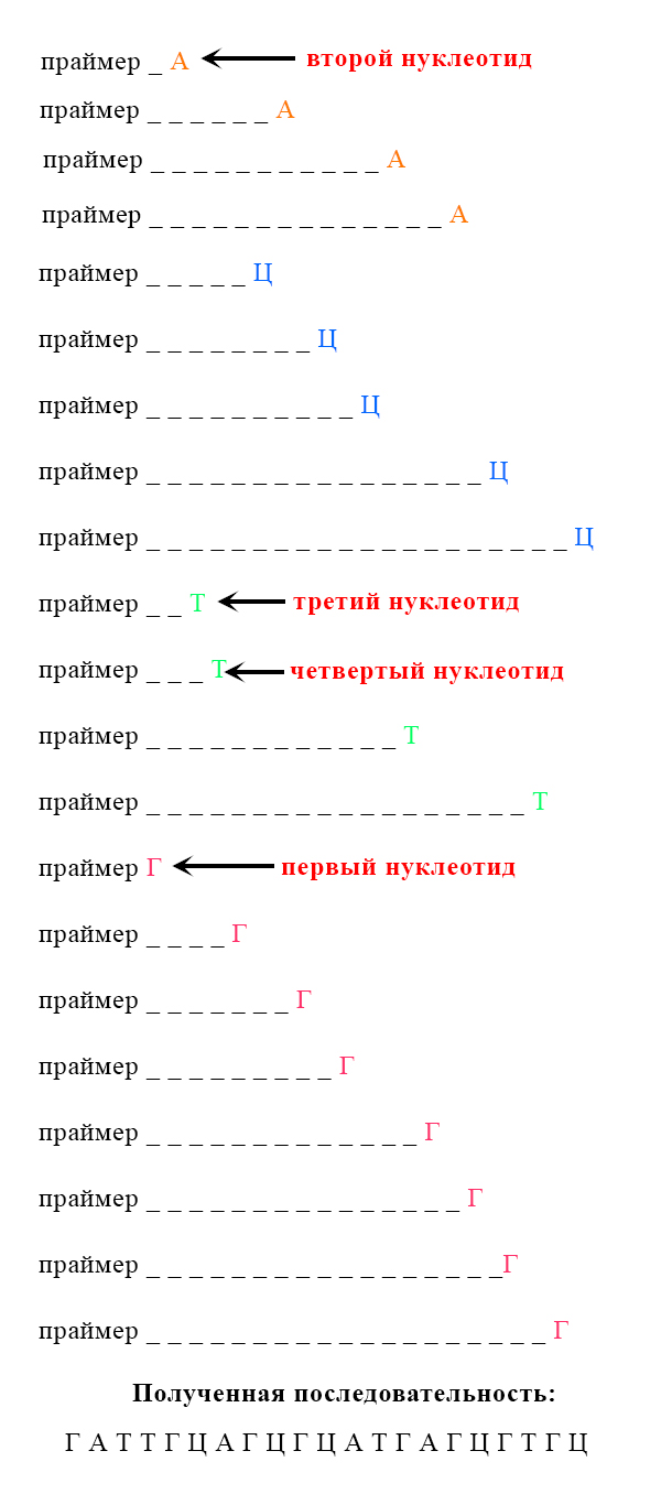 Очень упрощенный результат секвенирования