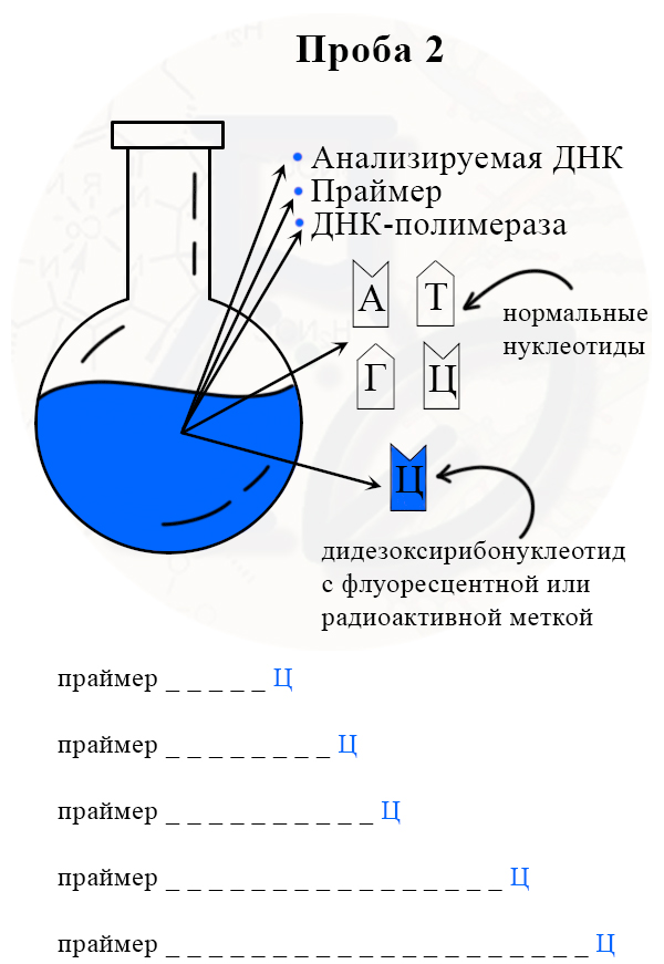 Получение разных отрезков цепей, заканчивающихся на ддЦ
