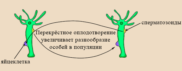 Увеличение биоразнообразия гермафродитных организмов