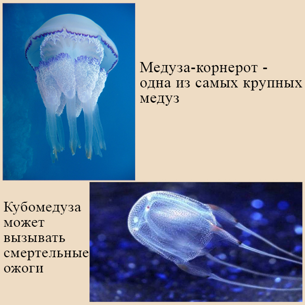 Медузы