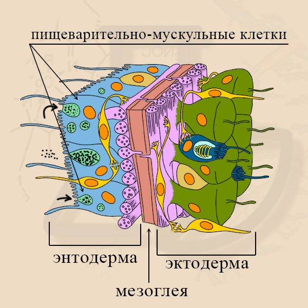 Энтодерма на рисунке