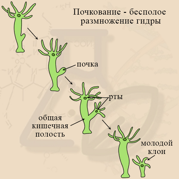 Гидра размножение почкованием