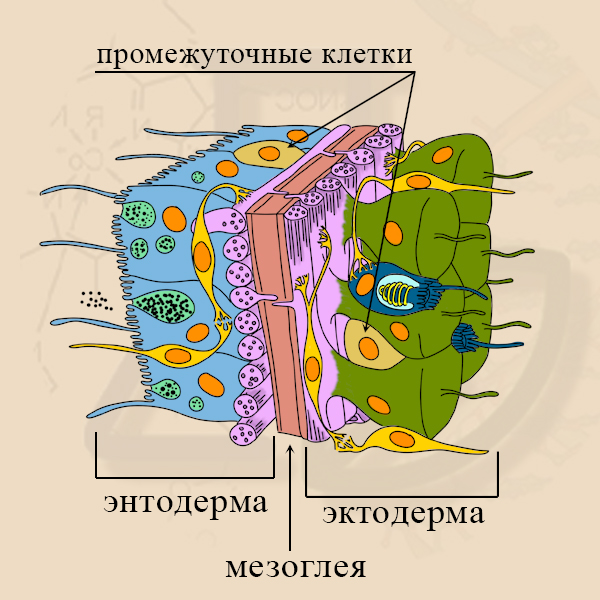 Промежуточные клетки обеспечивают регенерацию