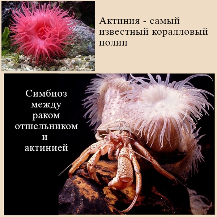 Отношения актинии и рака-отшельника ЕГЭ