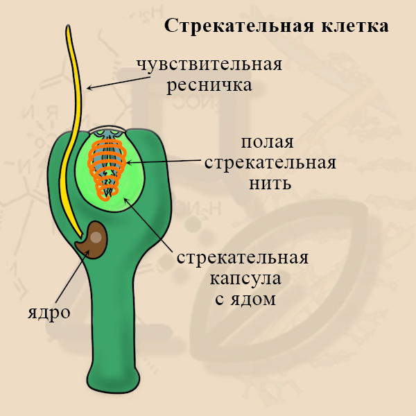 Строение стрекательной клетки кишечнополостных