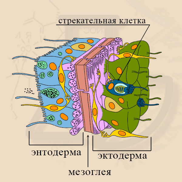 Стрекательная клетка гидры