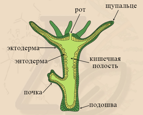 Строение гидры рисунок с подписями