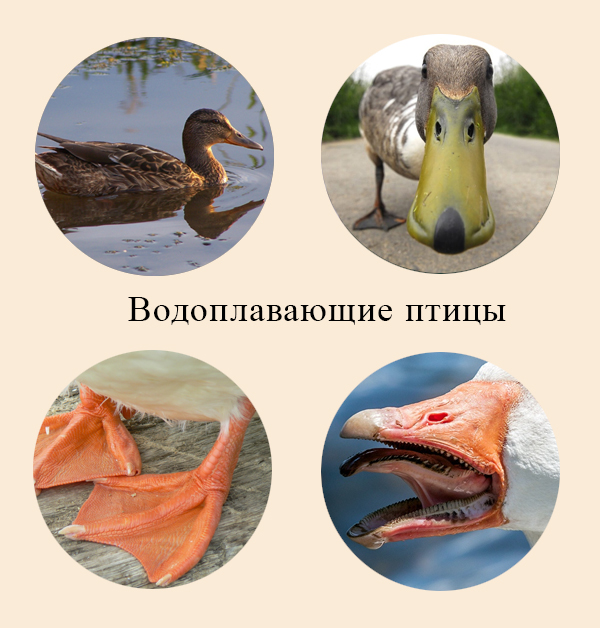 Приспособления гусеобразных