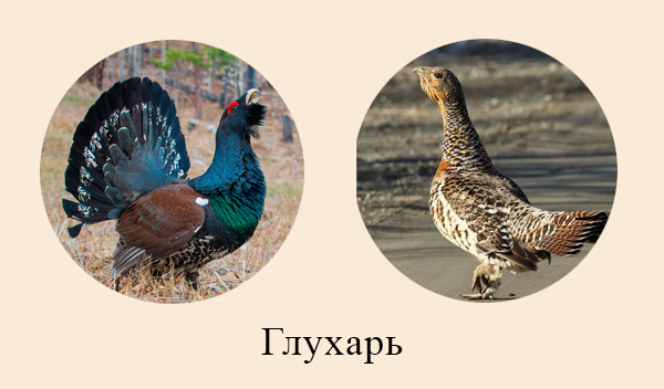 Экологические группы птиц