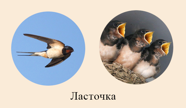 Ласточка охотится на лету