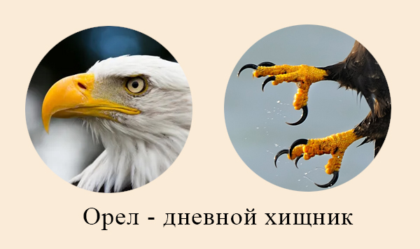 Приспособления хищных птиц