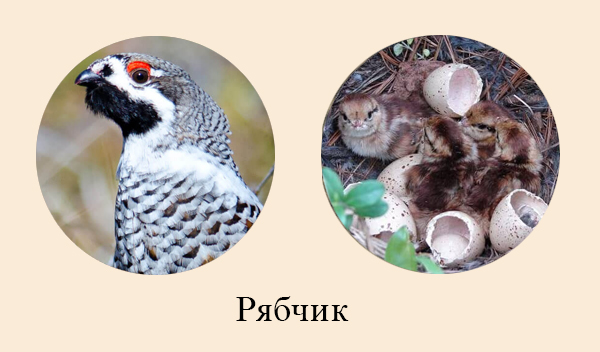 Птицы леса