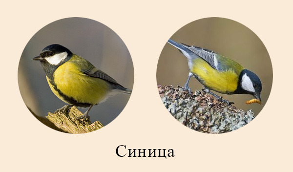 Синица меняет рацион в течение года