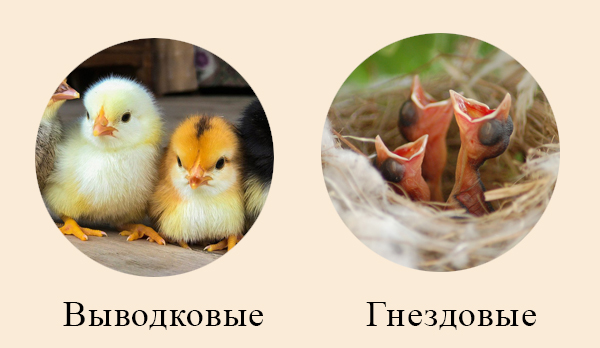 Выводковые и гнездовые птенцы
