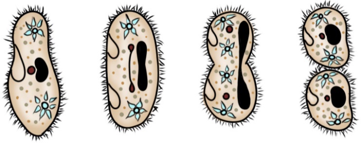 Бесполое размножение инфузории