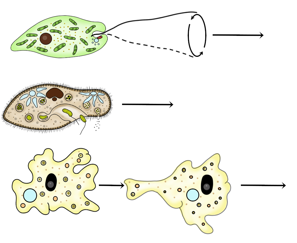 Передвижение с помощью жгутиков, ресничек, ложноножек